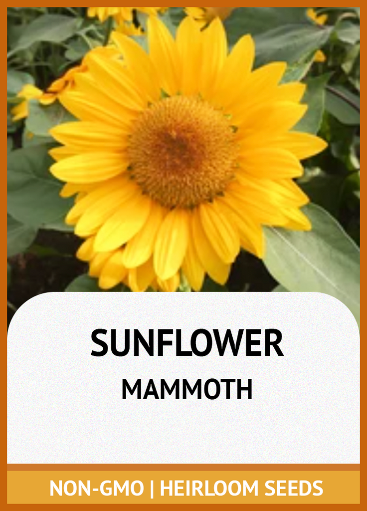 GREY STRIPE (MAMMOTH) SUNFLOWER GROWING GUIDE