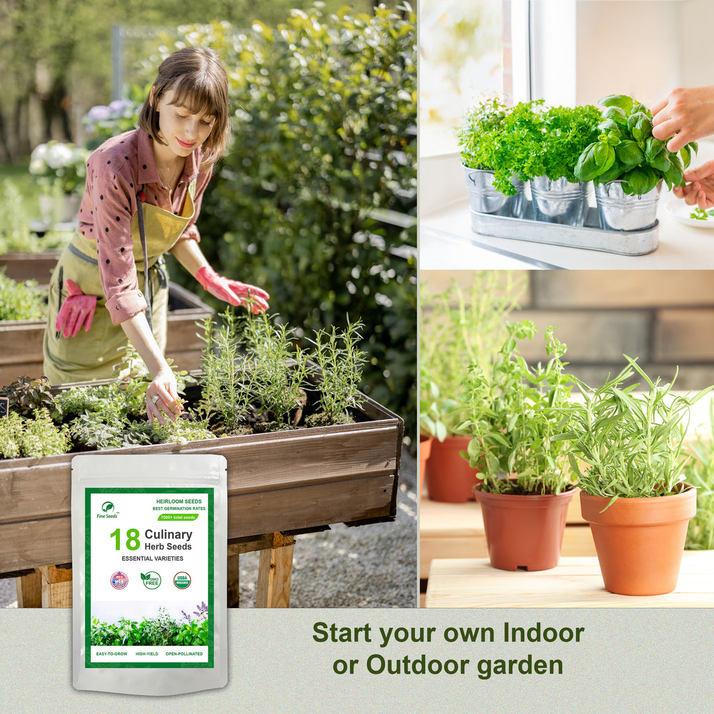 outdoor herb garden seeds 18 Culinary Herb Seeds Collection